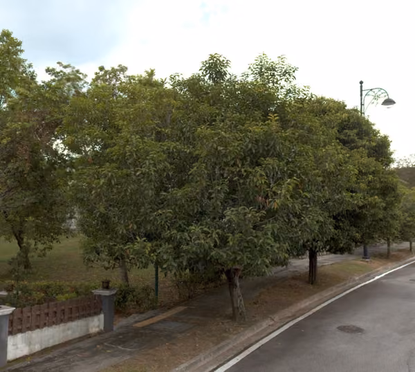 tree photo