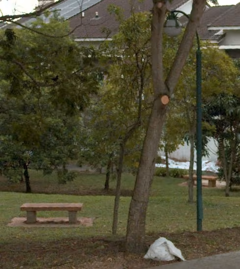 tree photo