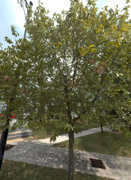 tree photo