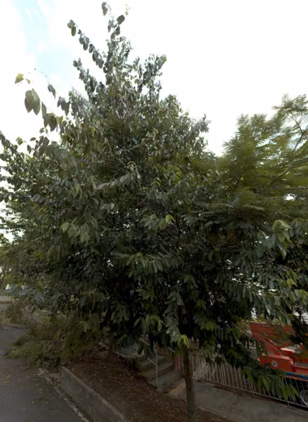 tree photo