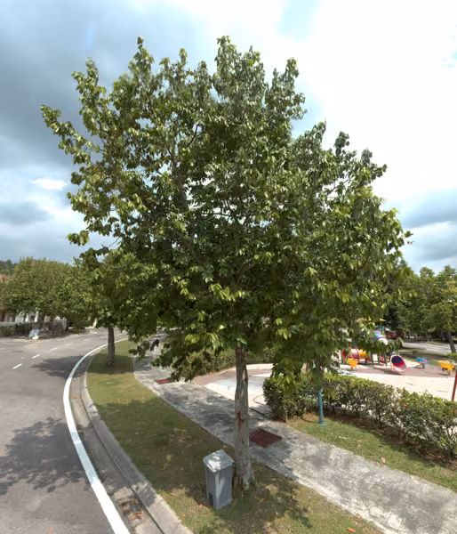 tree photo