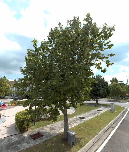 tree photo