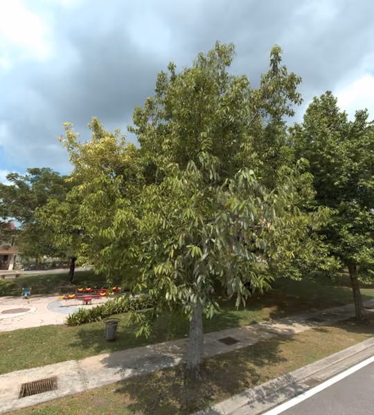 tree photo