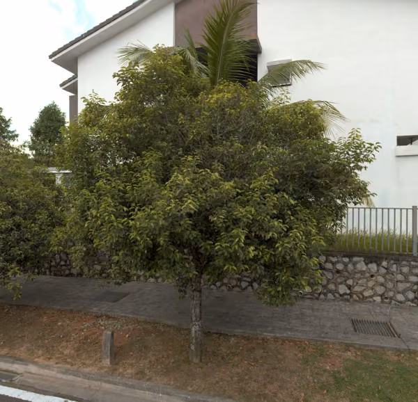 tree photo