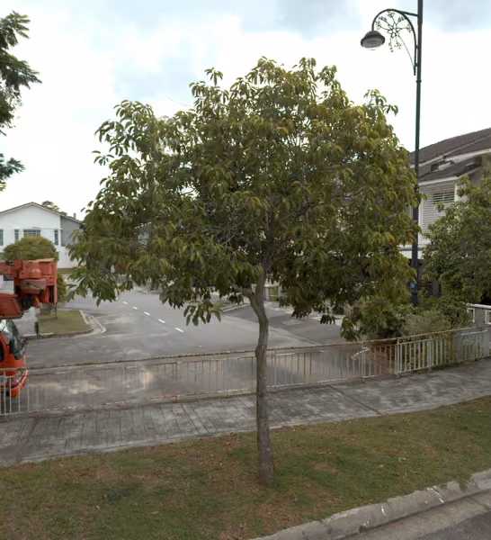 tree photo