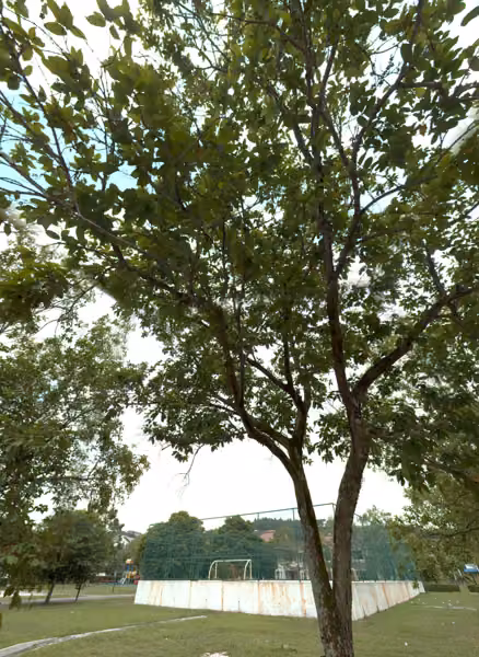 tree photo