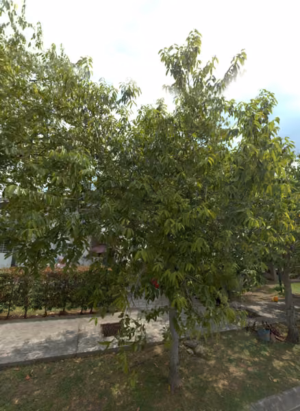 tree photo