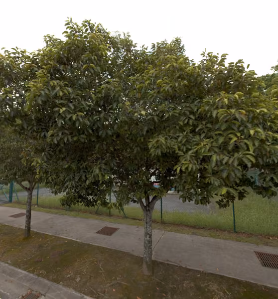 tree photo