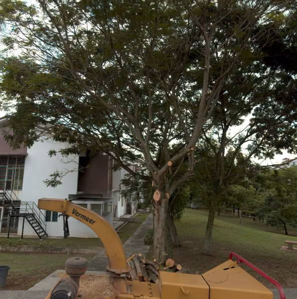tree photo