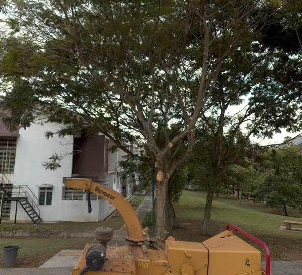 tree photo
