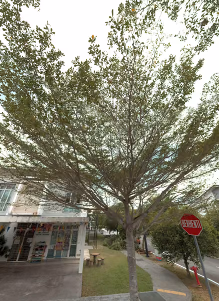 tree photo