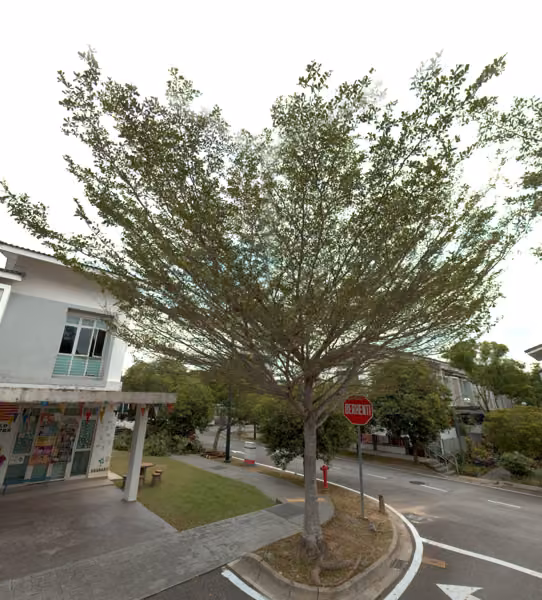 tree photo