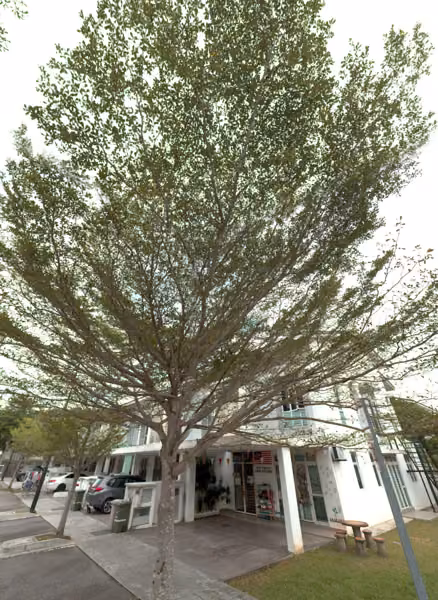 tree photo
