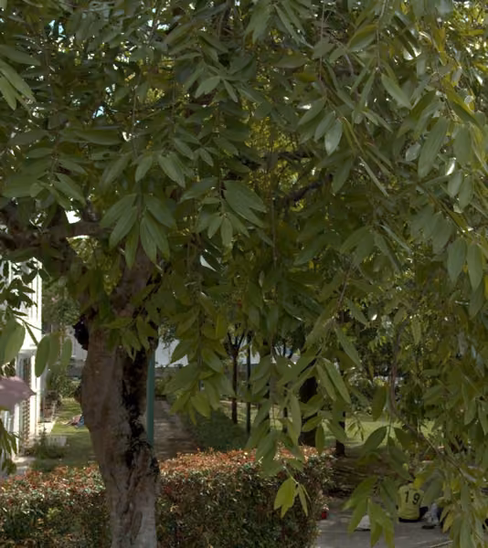 tree photo
