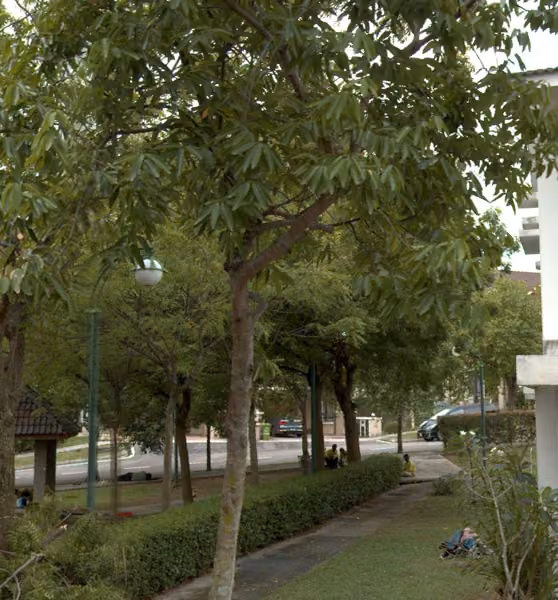 tree photo