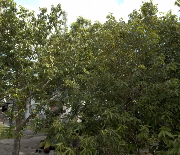 tree photo