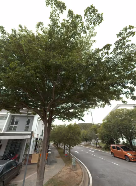 tree photo