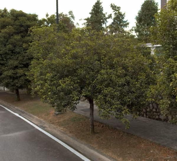 tree photo