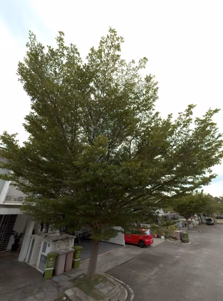 tree photo