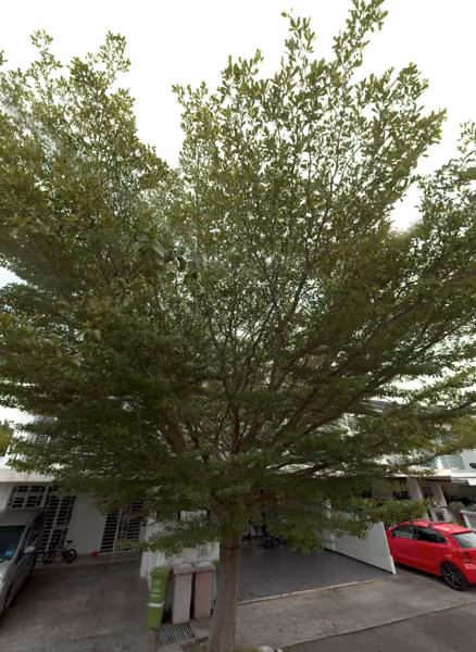 tree photo