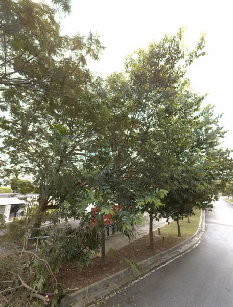 tree photo