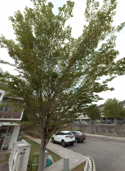tree photo