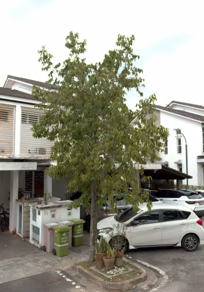 tree photo