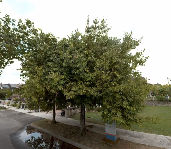 tree photo