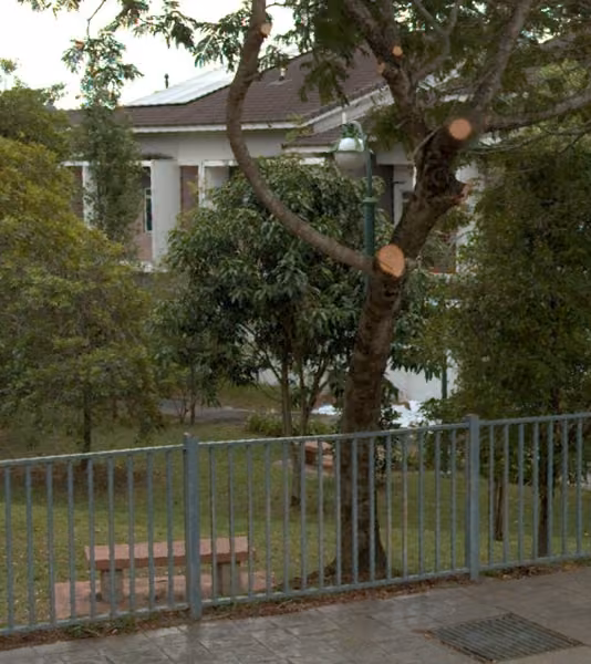 tree photo