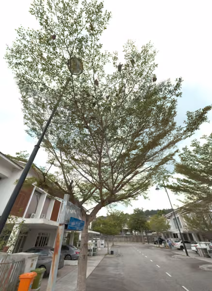 tree photo