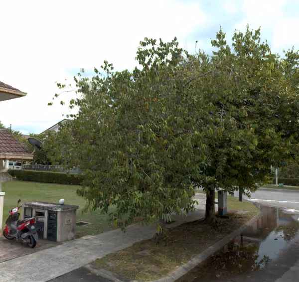 tree photo