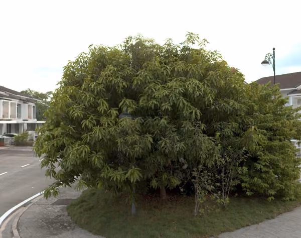 tree photo