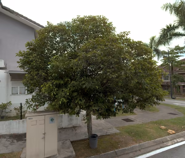 tree photo