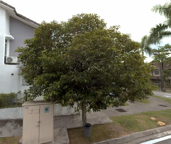 tree photo