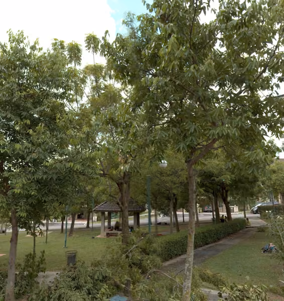 tree photo