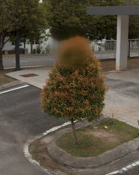 tree photo