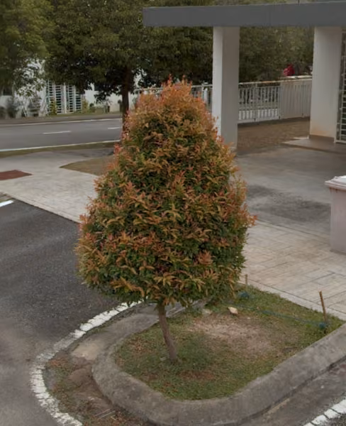 tree photo