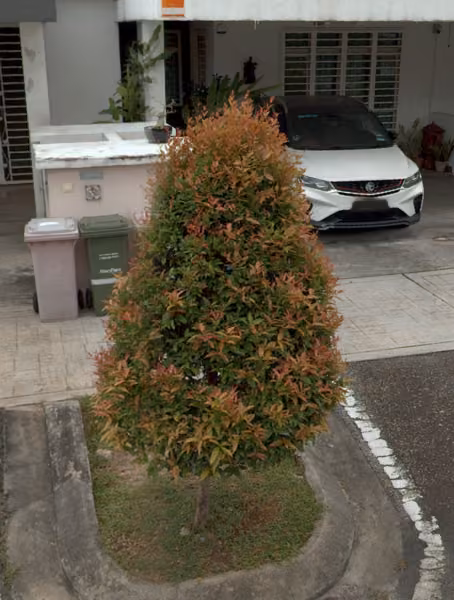 tree photo