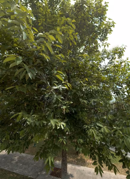 tree photo