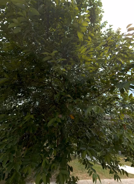 tree photo