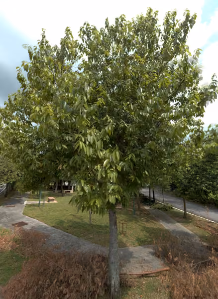 tree photo