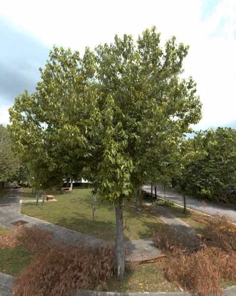 tree photo