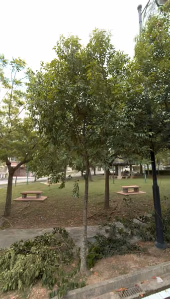 tree photo