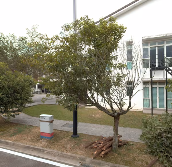 tree photo