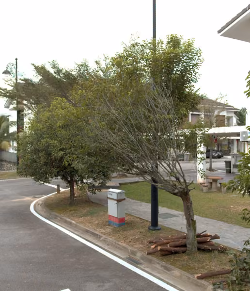tree photo