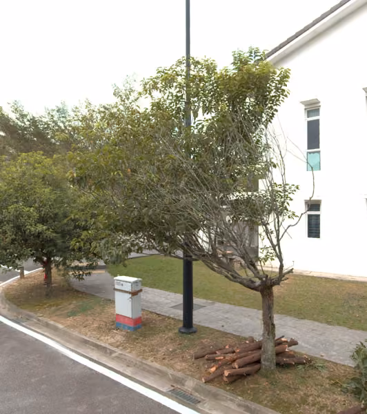 tree photo