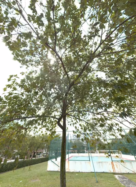 tree photo