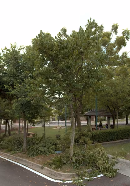 tree photo
