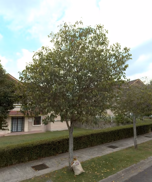 tree photo