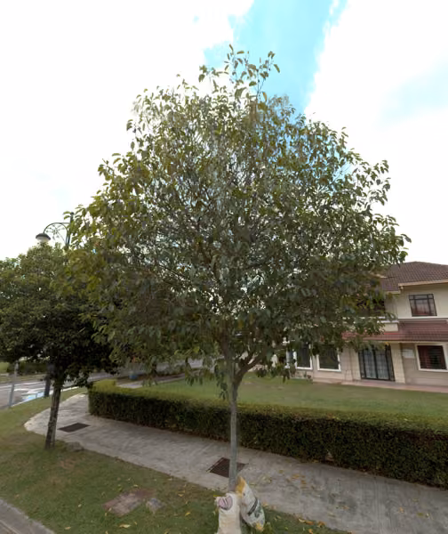 tree photo